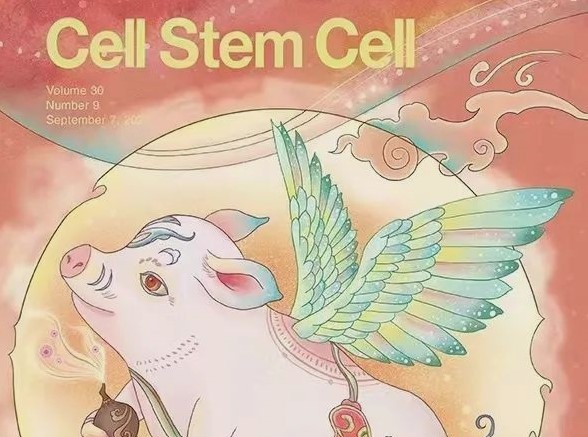 专访芝加哥大学医学中心外科学教授Michael Millis：异种器官移植前景如何？